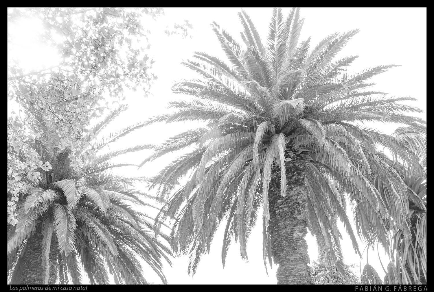 Las palmeras de mi casa natal